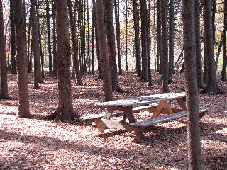 Zehr Picnic Woods 2