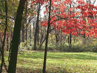 Zehr Woods