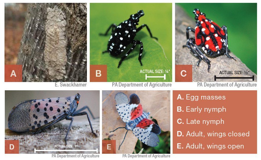 slf life cycle